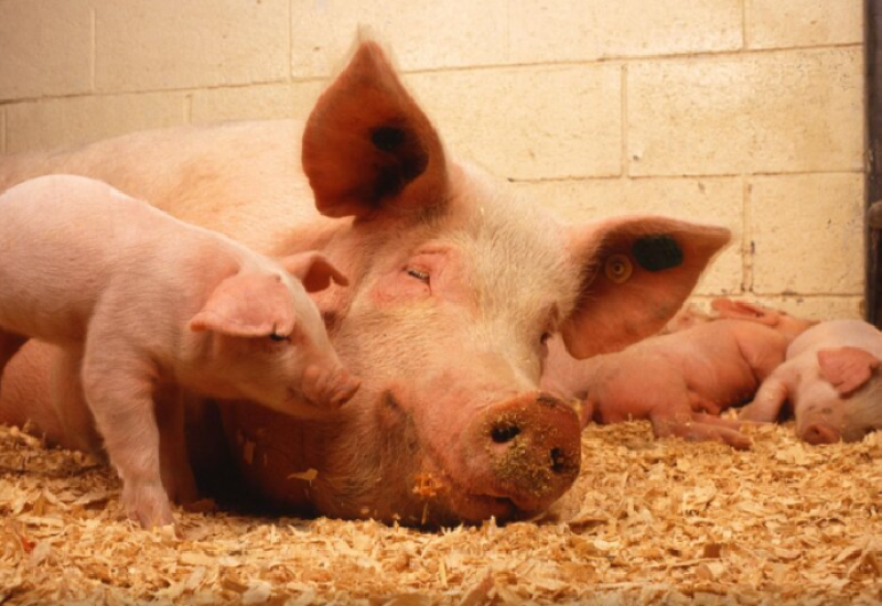 Cijena svinjskog mesa na tržištu postaće značajno veće