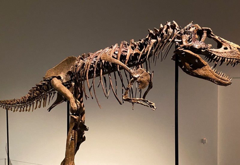 U dvorištu pronađen kostur najvećeg dinosaurusa u Evropi