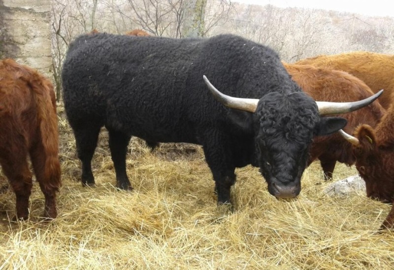 Prevaren farmer iz Gradiške, šteta 24.000 KM
